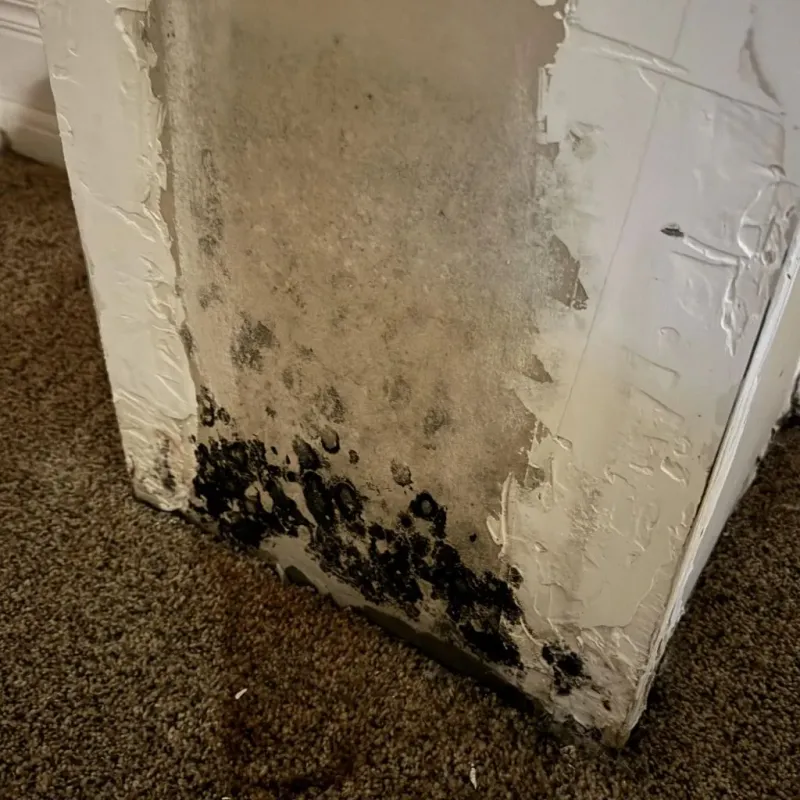 Professional Mold Removal in Clinton County, OH